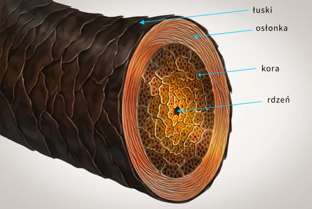 rekonstrukcja włosów w Łodzi - schemat budowy włosa